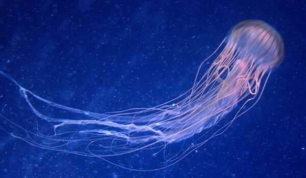 Фото: Ядовитая морская оса