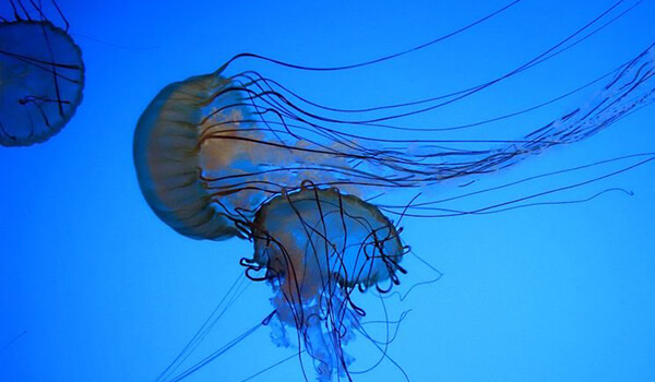 Фото: Морская оса в Таиланде