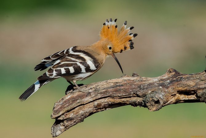 Удод: описание, как выглядит, где обитает, самец и самка
