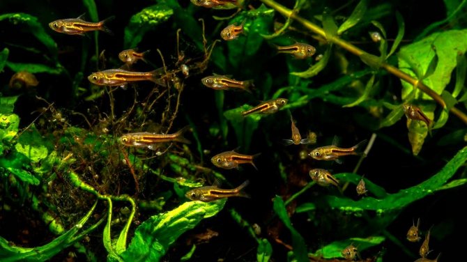 Расбора клинопятнистая: уход и содержание в аквариуме