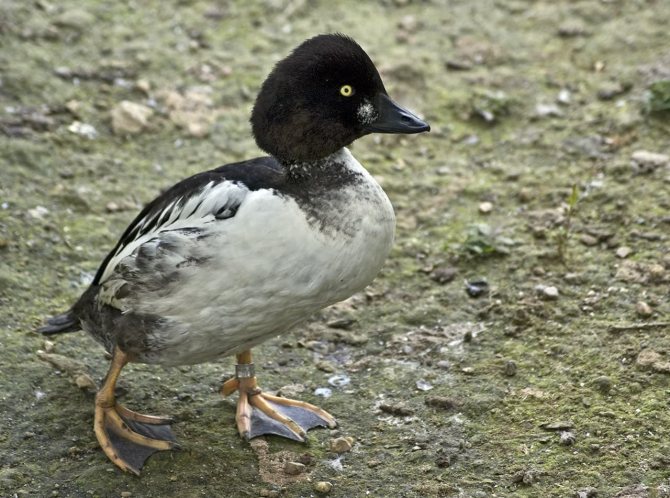 Чирок свистунок - самая маленькая утка