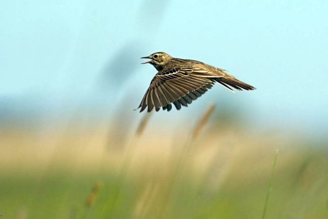 Лесной конек - совсем не лошадка, а кто же это?