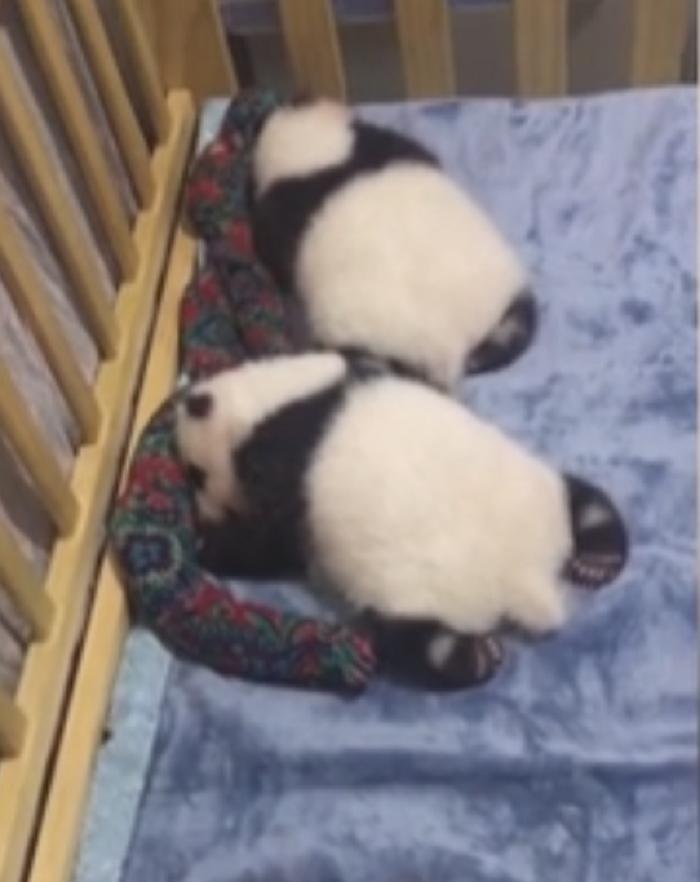 Панда: описание, где обитает, чем питается