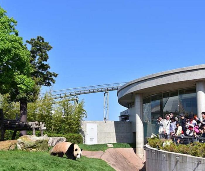 Панда: описание, где обитает, чем питается