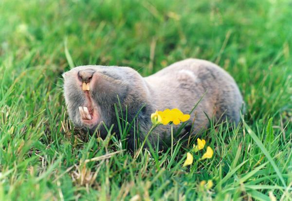 10 существ, которые живут под землей