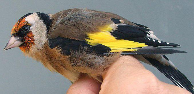 О содержании щеглов в домашних условиях: как ухаживать, чем кормить, болезни