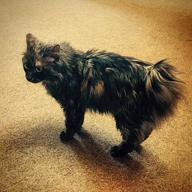 Кимрик: сколько живут, окрас, темперамент, повадки, частота кормления, болезни и дефекты породы