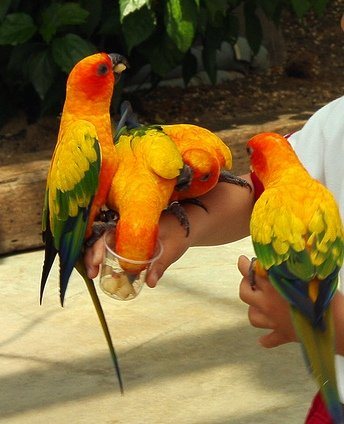 Попугай Аратинга: солнечный, золотой, яндайя, черноголовый