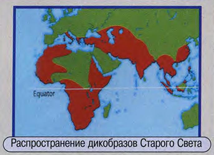 Самые колючие животные