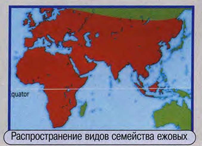 Самые колючие животные