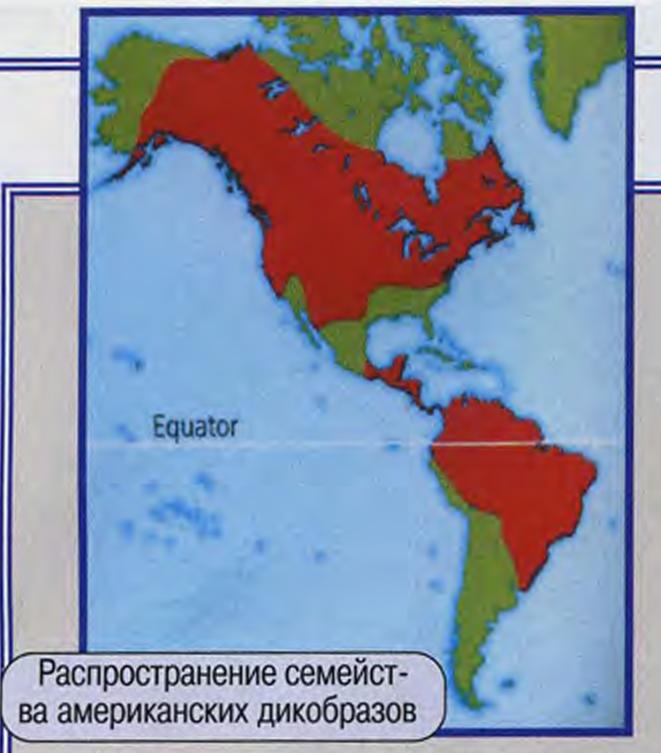 Самые колючие животные