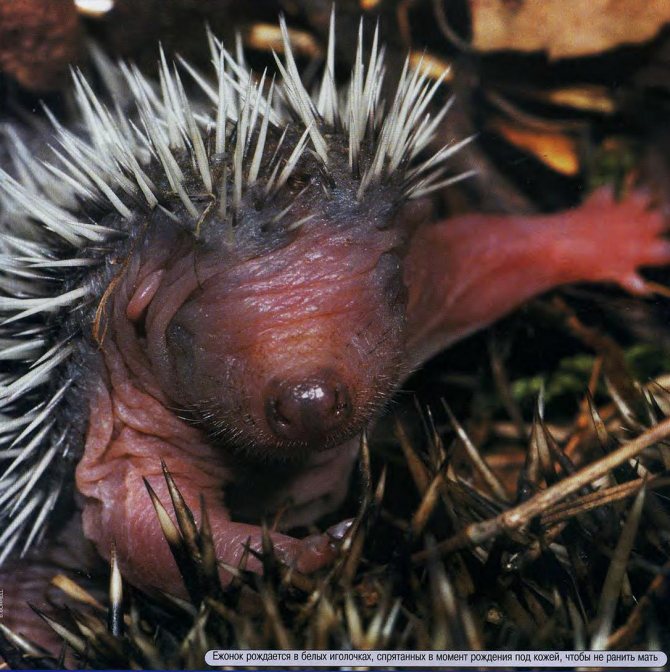 Самые колючие животные