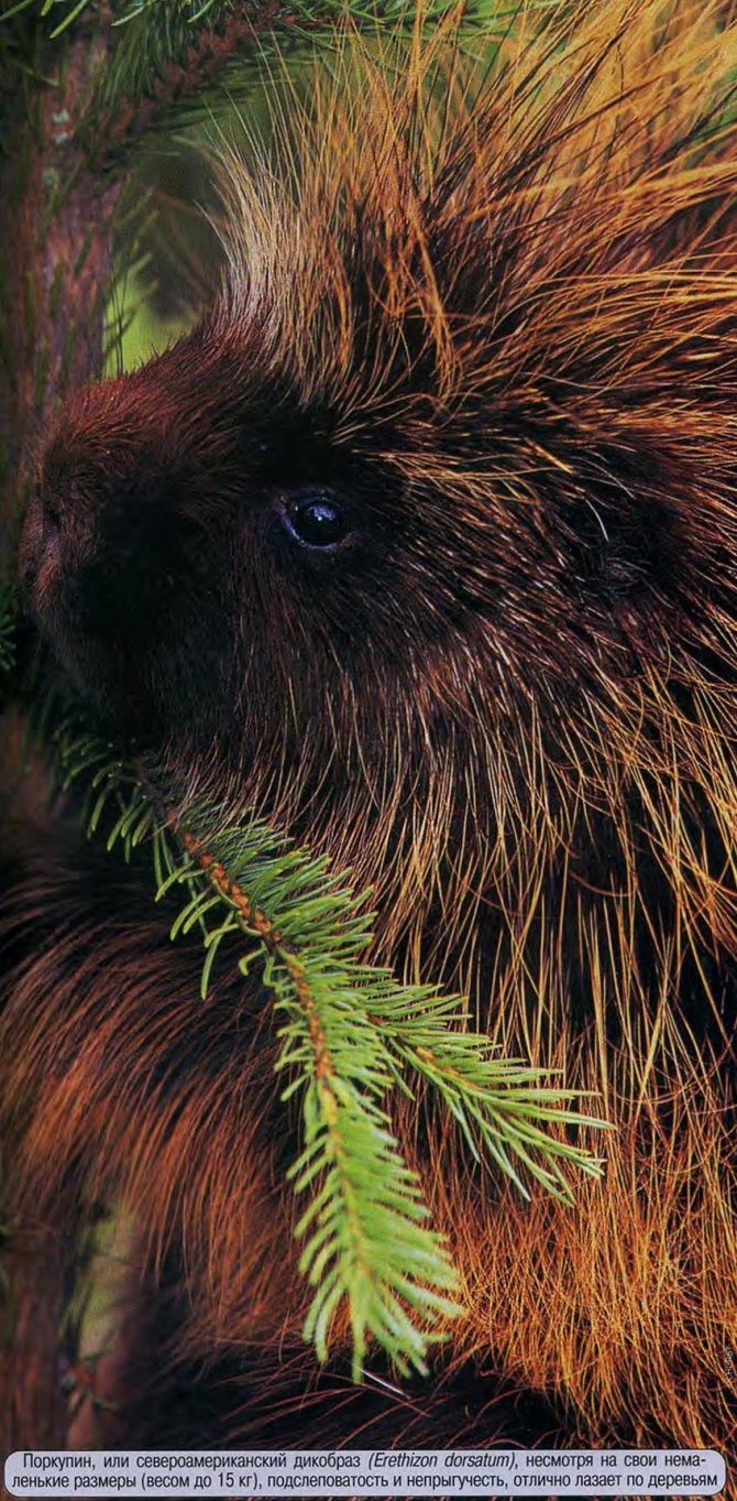 Самые колючие животные