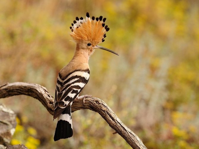 Удод: описание, как выглядит, где обитает, самец и самка