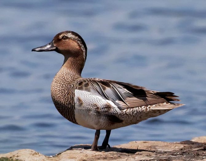 Чирок свистунок - самая маленькая утка