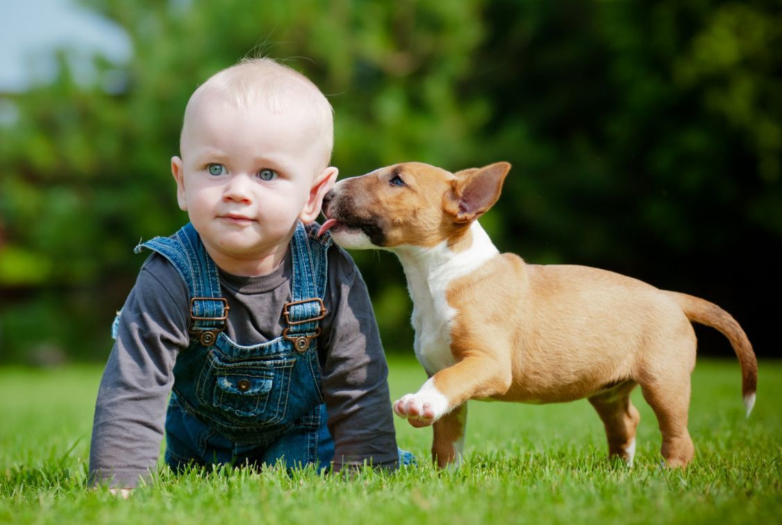 Собака с крысиной мордой: как называется порода, каковы ее особенности