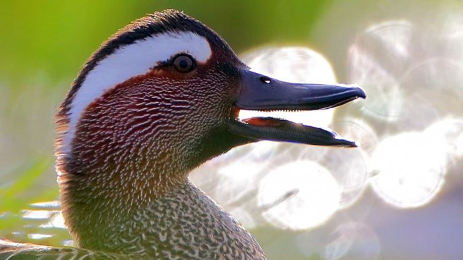 Чирок свистунок - самая маленькая утка