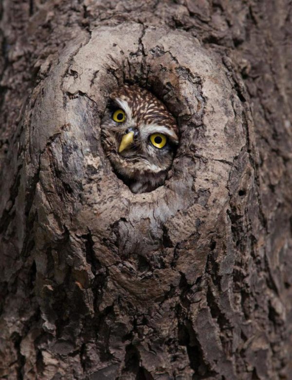 Домовой сыч - описание, чем питается, сколько живут, содержание в домашних условиях