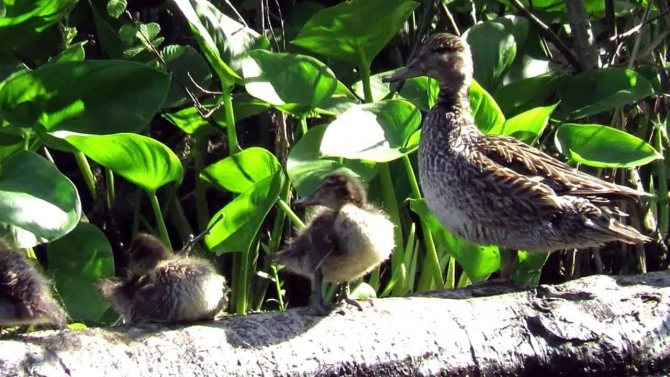 Чирок свистунок - самая маленькая утка