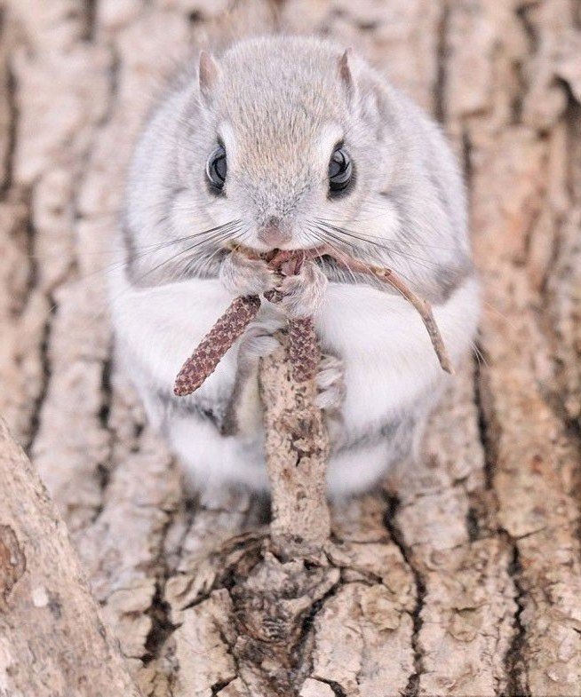 Белка-летяга:  описание животного, особенности, виды, образ жизни