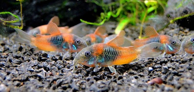 Коридорас Венесуэльский (Corydoras venezuelanus)