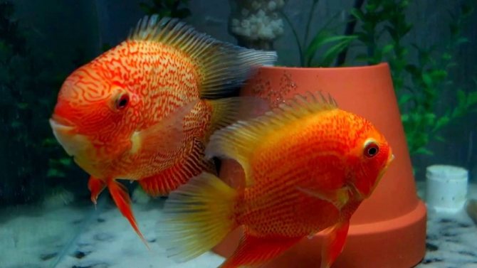 Цихлазома северум (рыбка ложный дискус): содержание, виды (красноточечный, красноплечий, жемчуг), совместимость