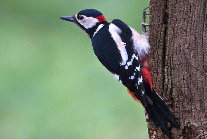 Большой пестрый дятел