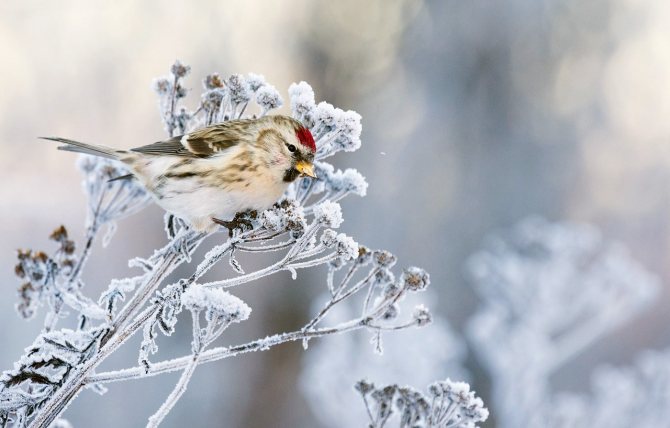 Чечетка (Carduelis flammea)