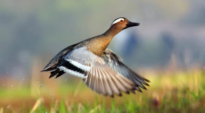 Чирок свистунок - самая маленькая утка