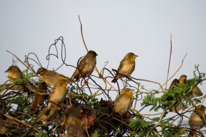 Ткачик птица