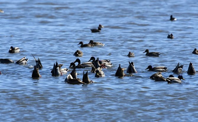 Чирок свистунок - самая маленькая утка