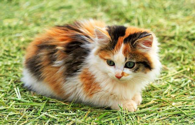 Породы кошек с тигровым окрасом, реально похожих на тигра