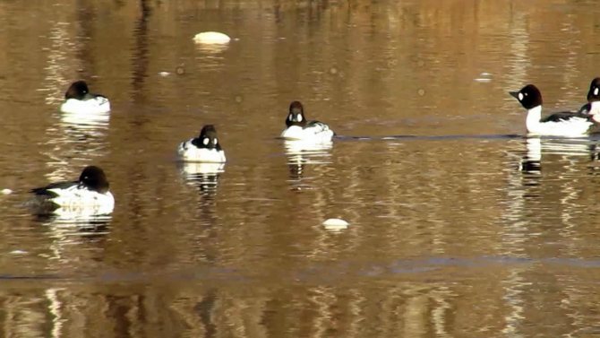 Чирок свистунок - самая маленькая утка