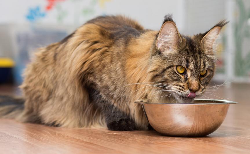 Характеристика породы мейн-кун - описание, характер, особенности ухода