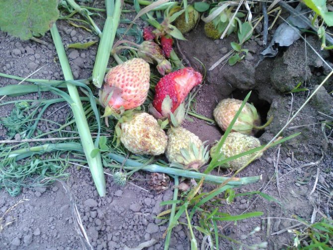 Землеройка – мышь с длинным носом: вред и польза грызуна