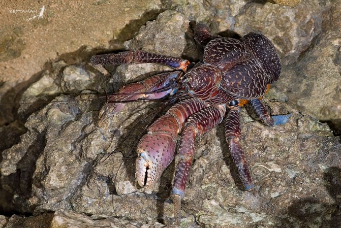 Кокосовый краб – крупнейший представитель членистоногих