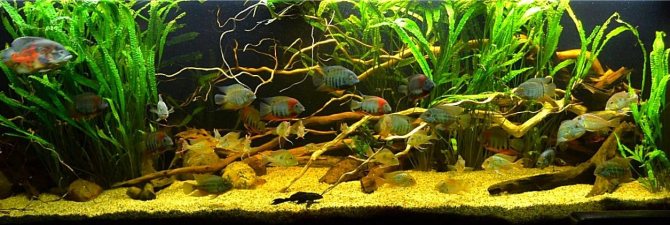 Цихлазома северум (рыбка ложный дискус): содержание, виды (красноточечный, красноплечий, жемчуг), совместимость