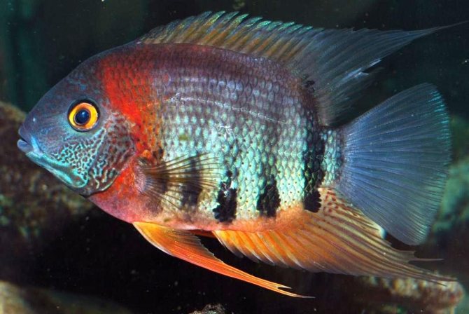Цихлазома северум (рыбка ложный дискус): содержание, виды (красноточечный, красноплечий, жемчуг), совместимость