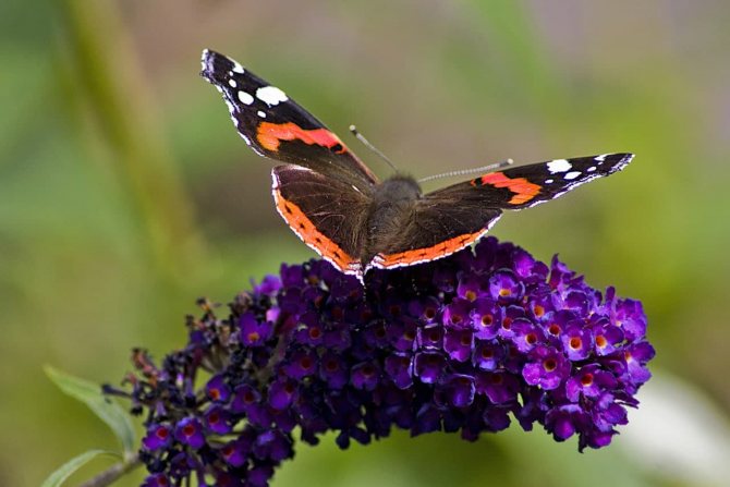 Бабочка адмирал: описание насекомого, особенности, виды, среда обитания