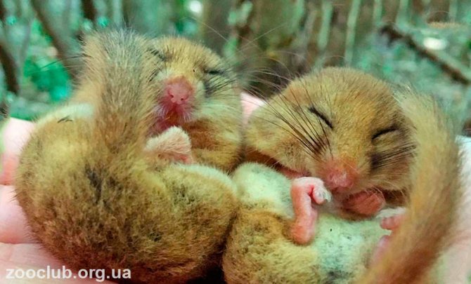 Орешниковая соня