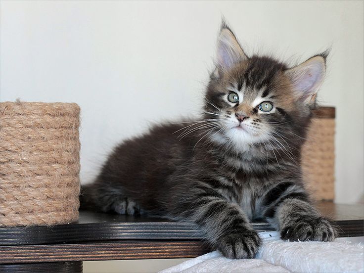 Характеристика породы мейн-кун - описание, характер, особенности ухода