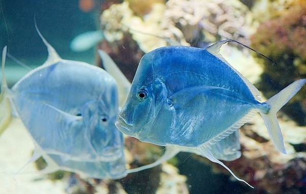 Что за рыба вомер: польза и вред холодного копчения, как приготовить копченую