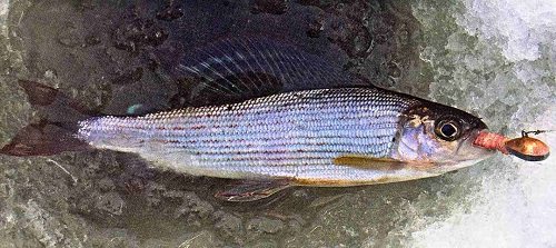 Приманки и снасти для ловли хариуса зимой