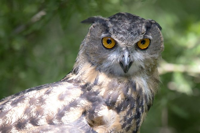 На сколько может поворачивается голова у совы и почему она крутится