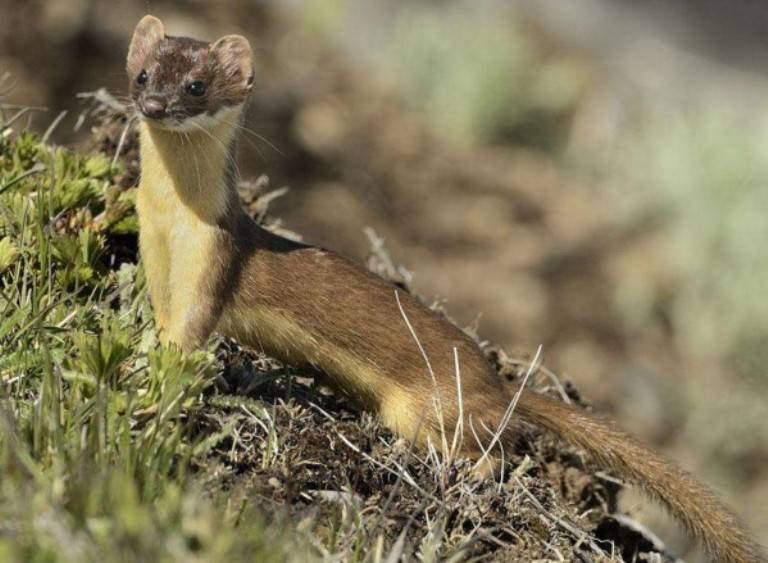 Ласки домашние: уход и содержание