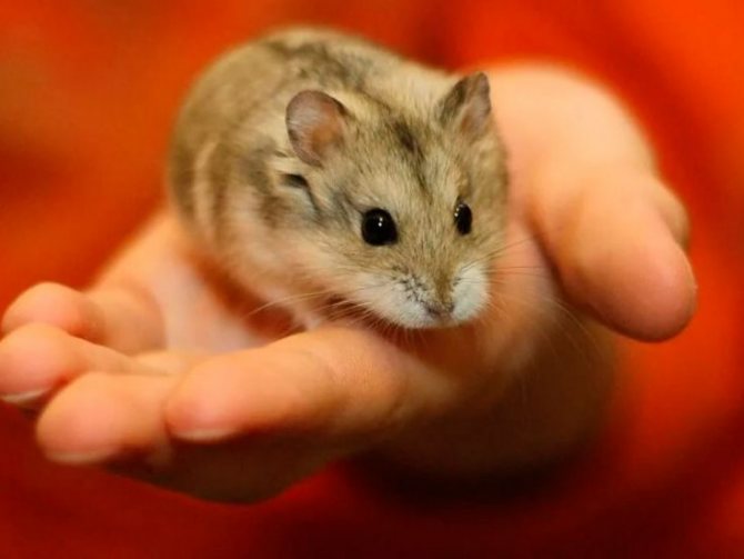 Сколько лет живут джунгарские хомяки в домашних условиях и что влияет на продолжительность их жизни