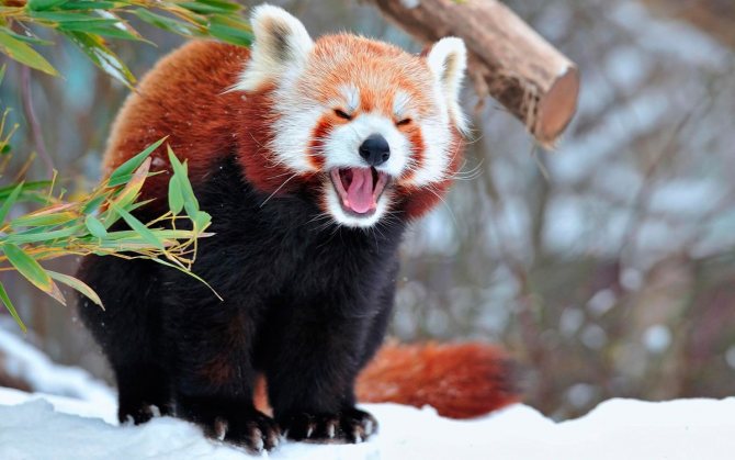 Красная панда: описание, виды, цвета, где обитает, чем питается, интересные факты