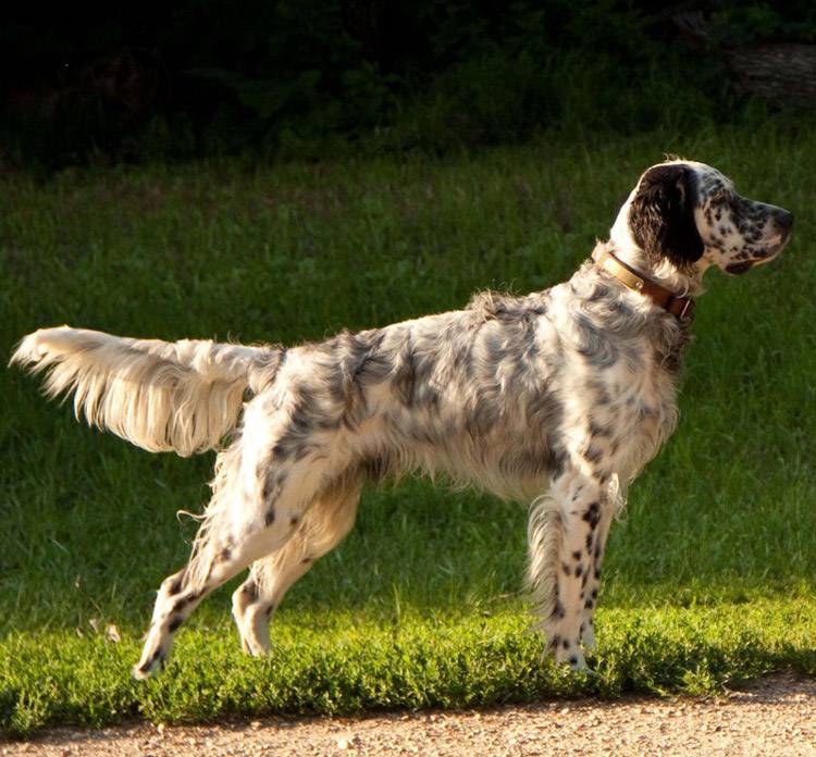 Русский сеттер: описание породы