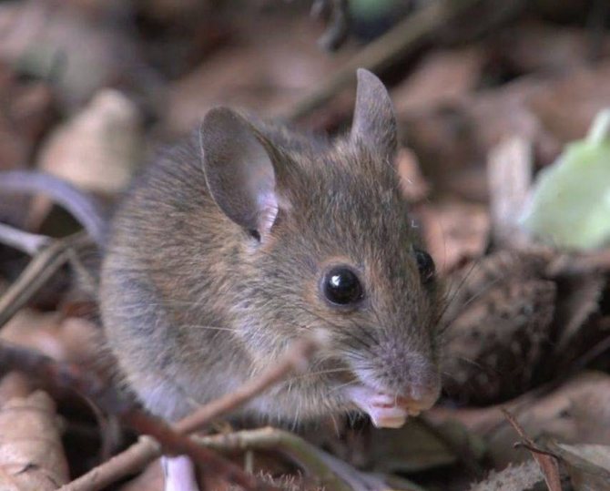 Белая мышь: особенности содержания