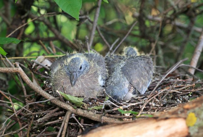 Вяхирь: дикий лесной голубь, описание птицы витютень